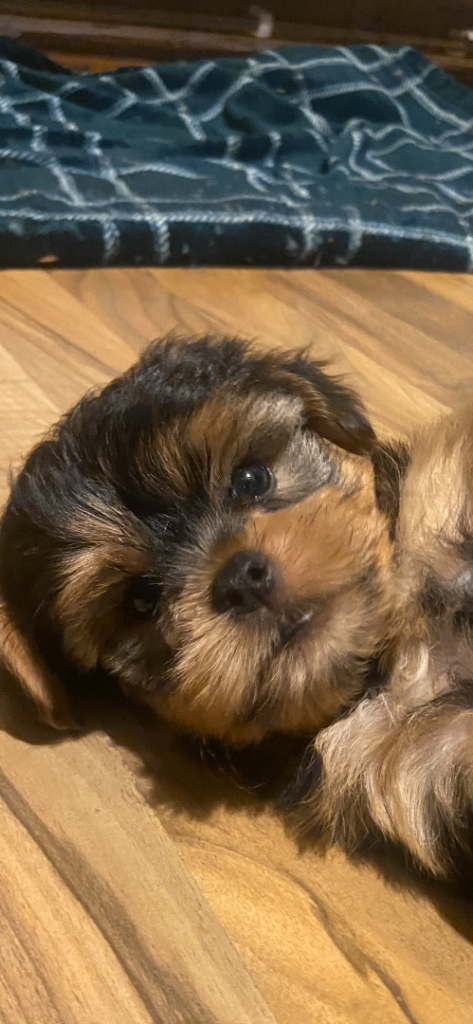 Yorkshire Terrier puppies for sale 1 boy left 