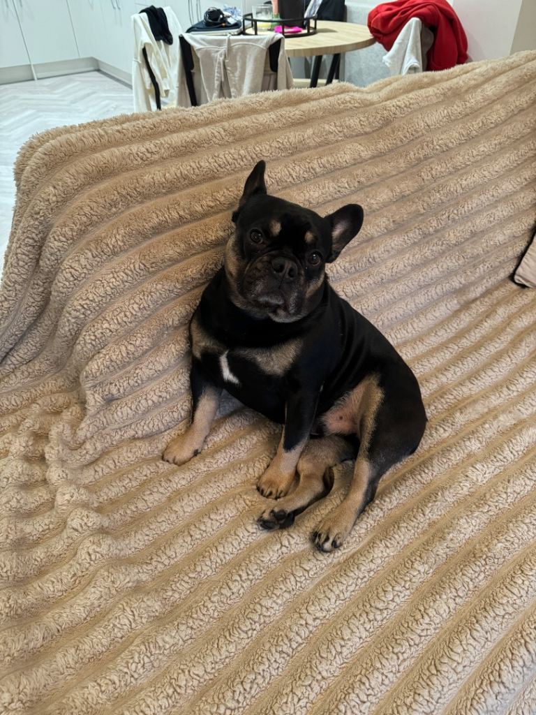 French bulldog for sale 