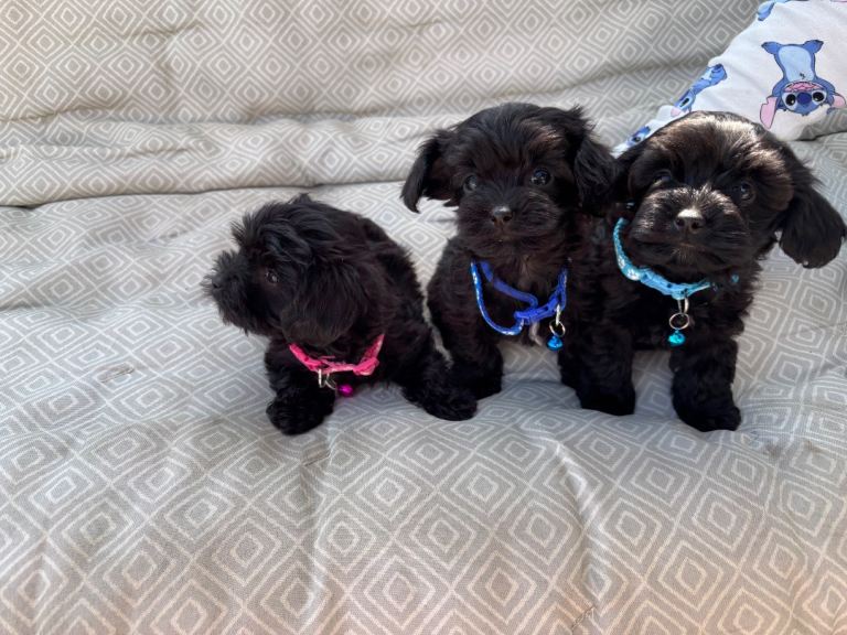 Tiny Toy yorkiepoos 