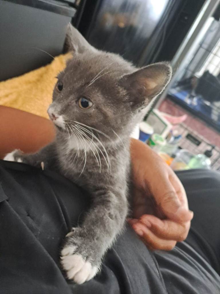 Beautifull kittens ready to a loving homes.