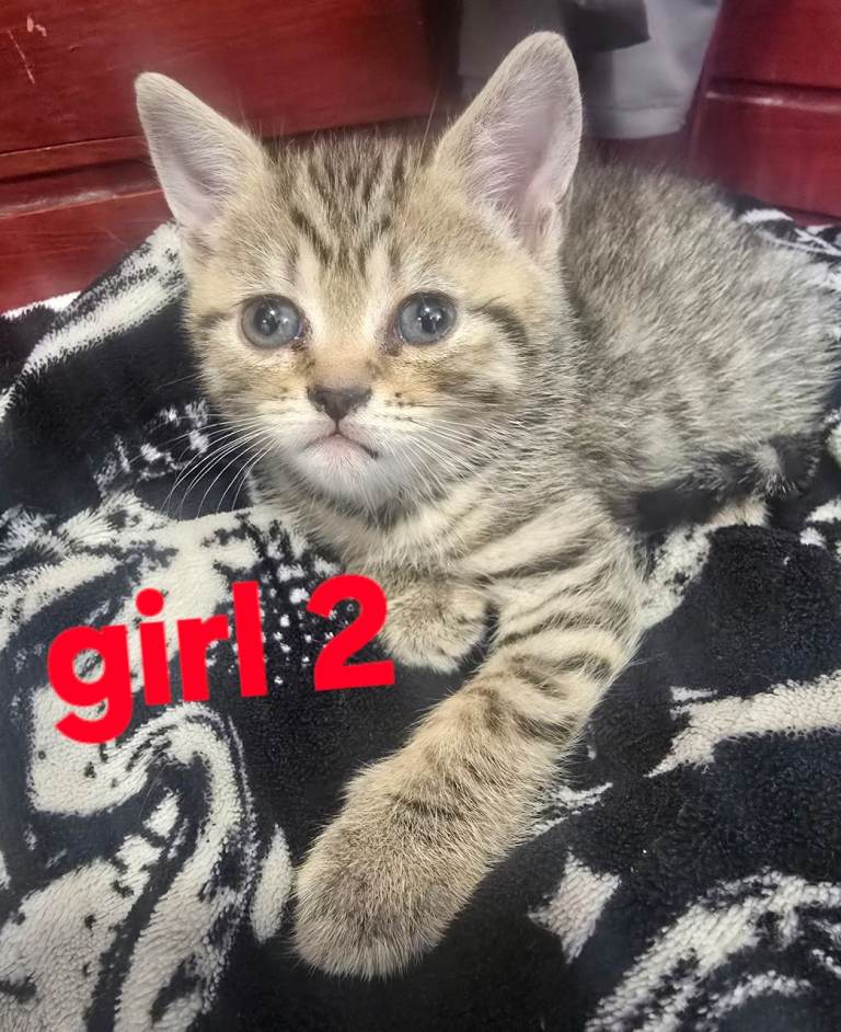 Beautiful kittens 