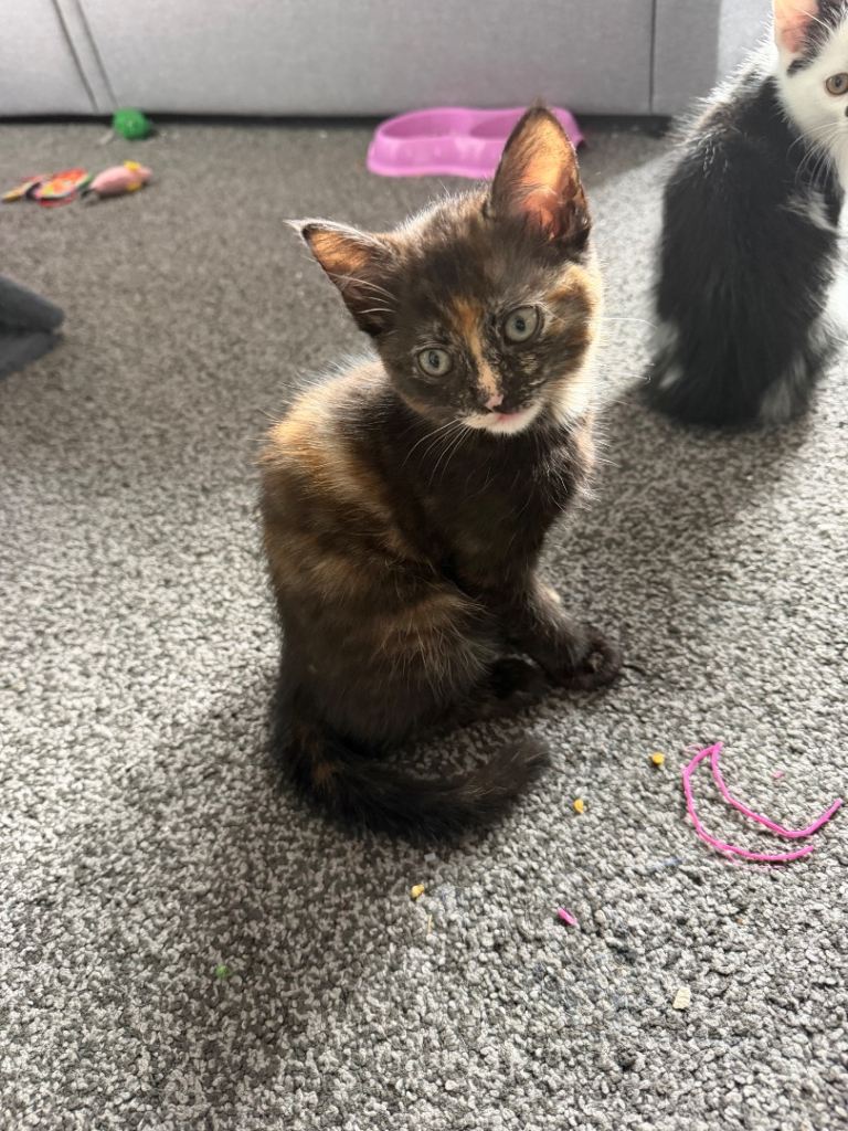 3 beautiful kittens for sale 