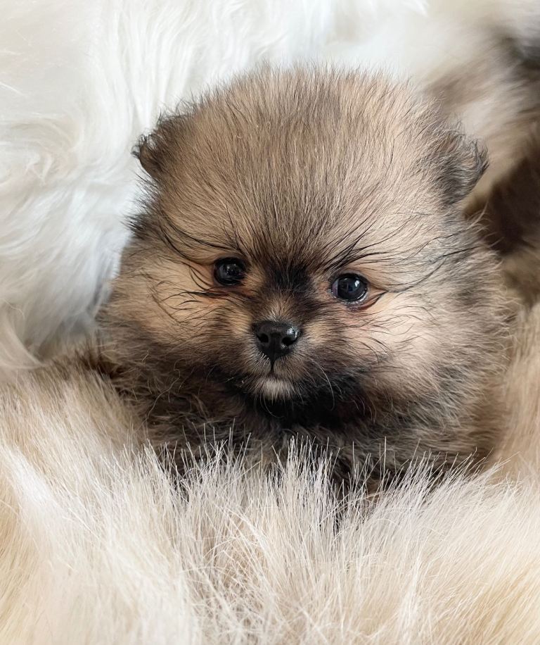 STUNNING KC POMERANIAN PUPPIES