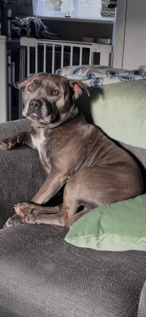 KC Registered Staffordshire Bull Terriers (Pair) – £950 – Bridgend