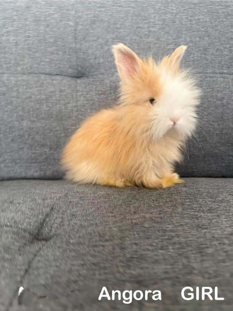🐰 Premium Purebred English Angora Bunnies – £150 Each 🐰