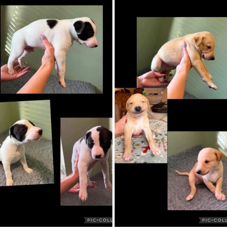 2 x dog Lurcher puppies 