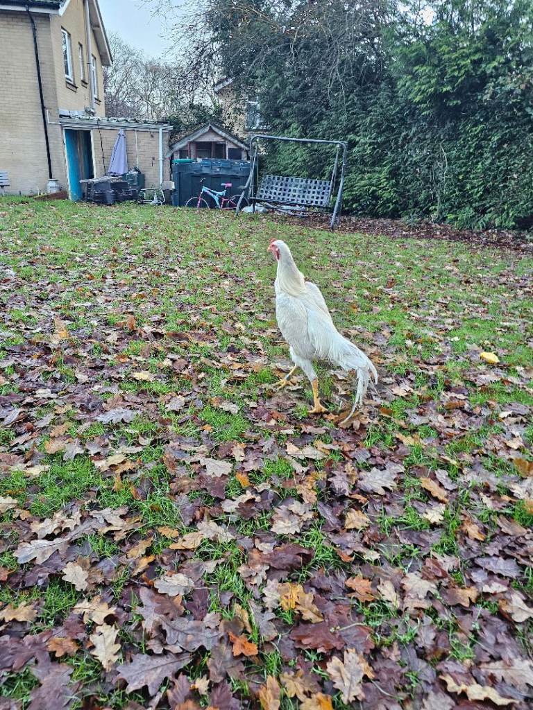 O shamo german 7 months 