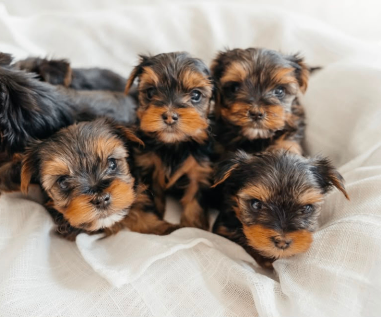 Beautiful Yorkshire Terrier Puppies 4 boys and 2 Girls