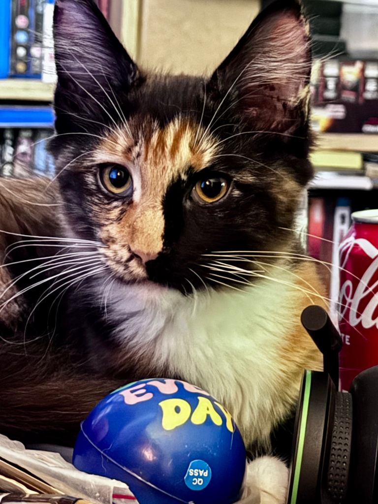 MAINE COON PEDIGREE GIRL.  £950