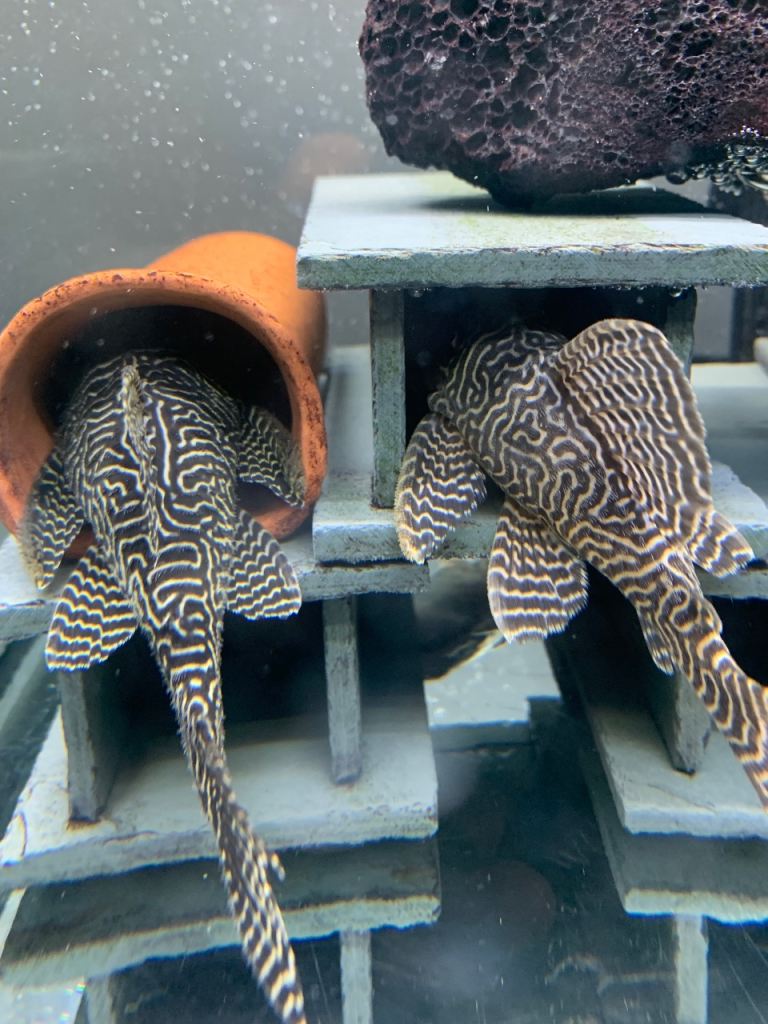 🚨L333 King Tiger Pleco (Hypancistrus sp.) / Live Fish / Fish Tank / Aquarium / Breeding Pairs 150£