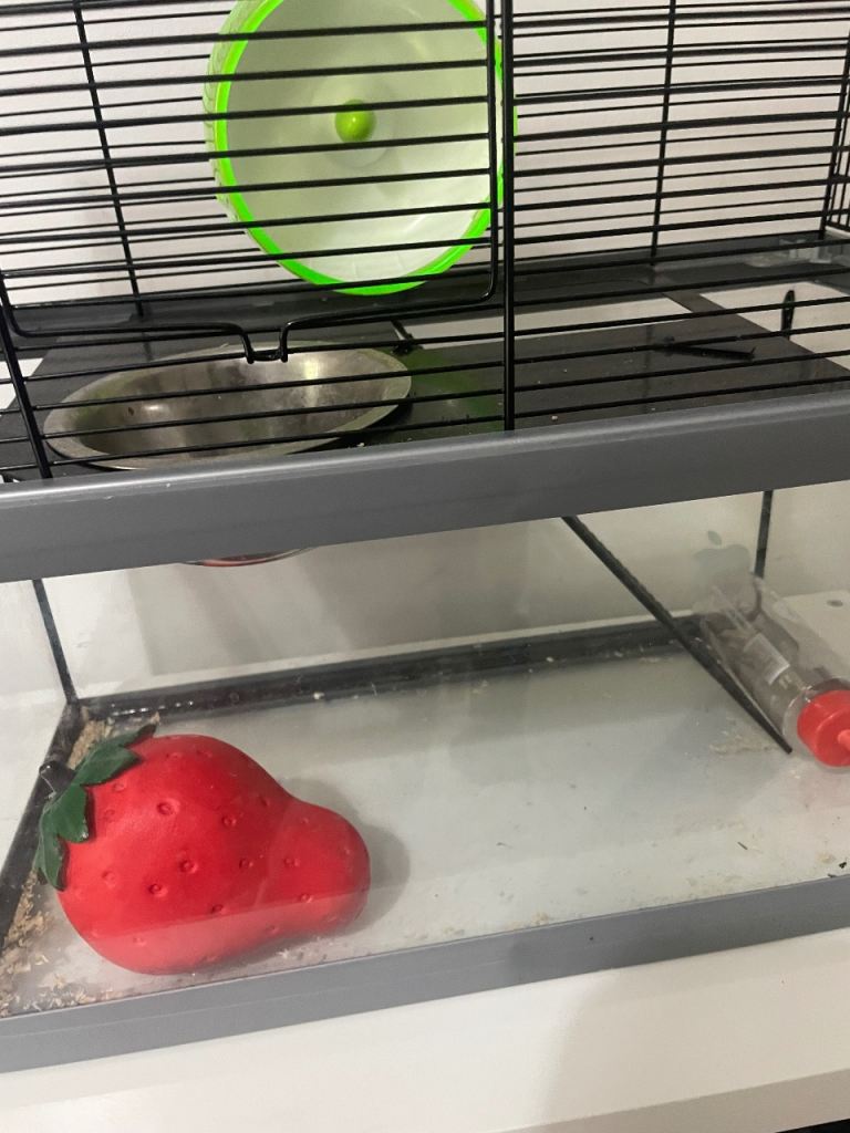 Pet hamster home