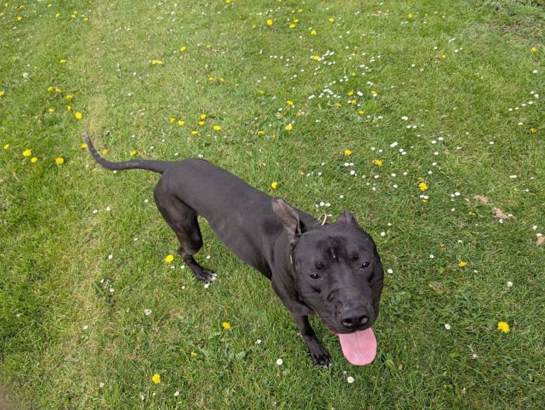 Presa canario x greyhound 