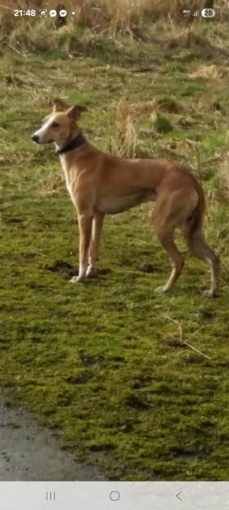 Lurcher pup 1 male pick of the litter