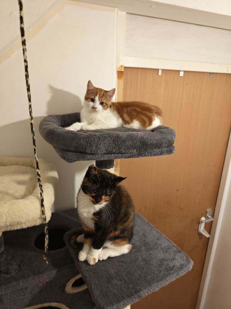 Two Beautiful Female British Shorthair Kittens –