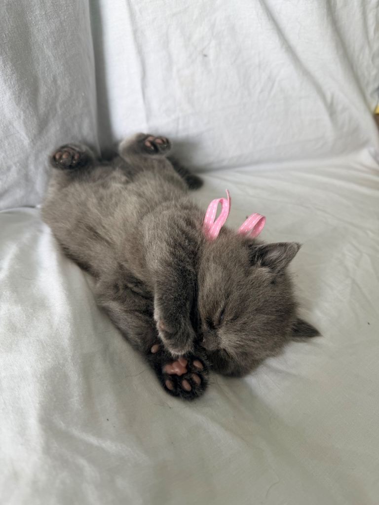 British shorthire 