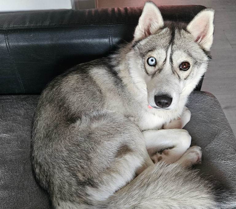 Sky, 19 month old Syberian Husky