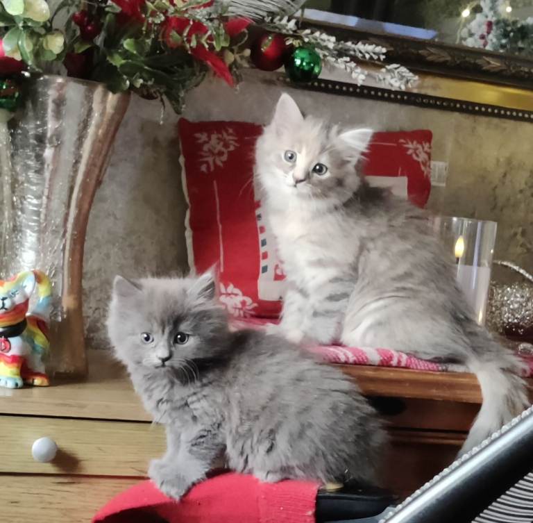 Fluffy grey Kittens 