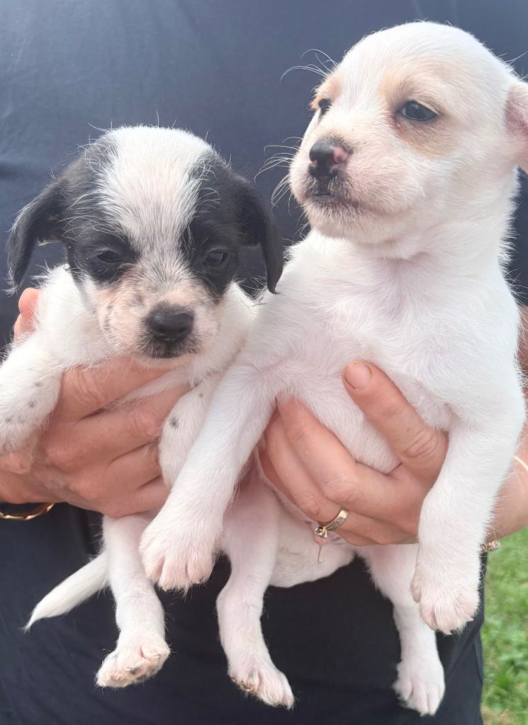 French bull cross poodle puppies 