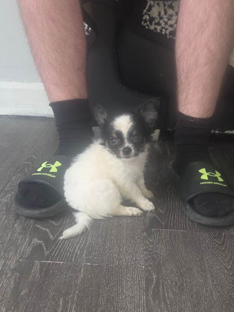 Chihuahua 