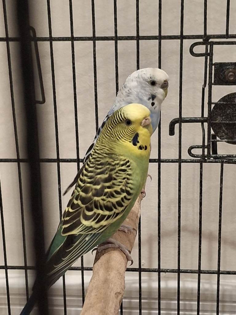 17 months Old Green and Yellow and Blue and White Female Budgies + Cage