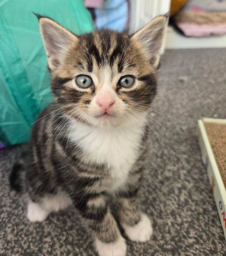 3  beautiful kittens - ** all sold  **