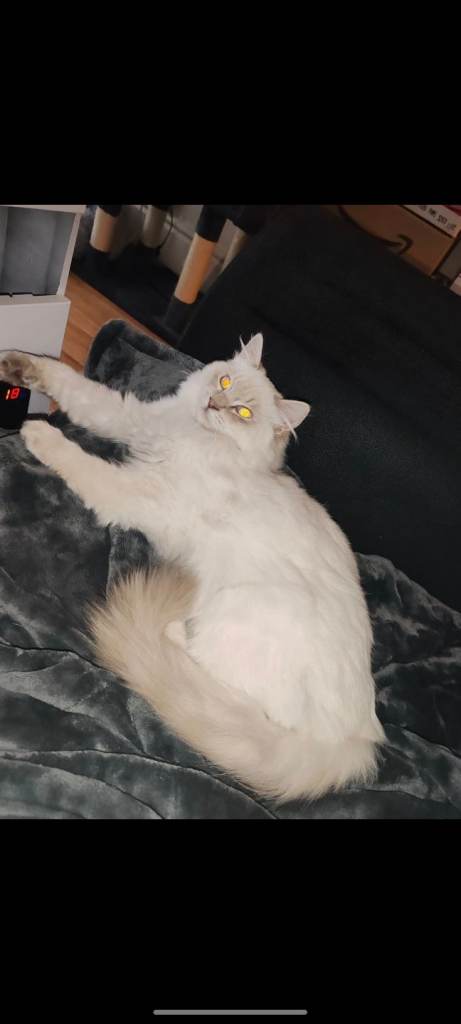 Ragdoll kitten for sale 