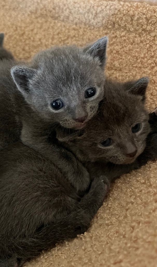 Russian Blue kittens 