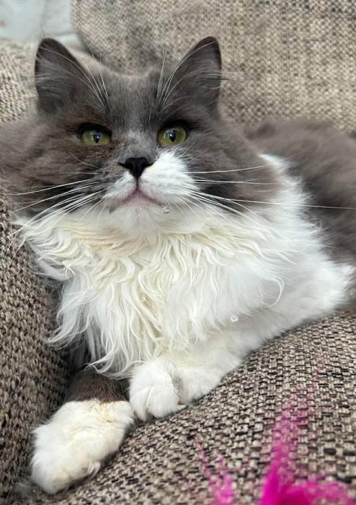 Beautiful older Tica registered Siberian kittens born June 2025