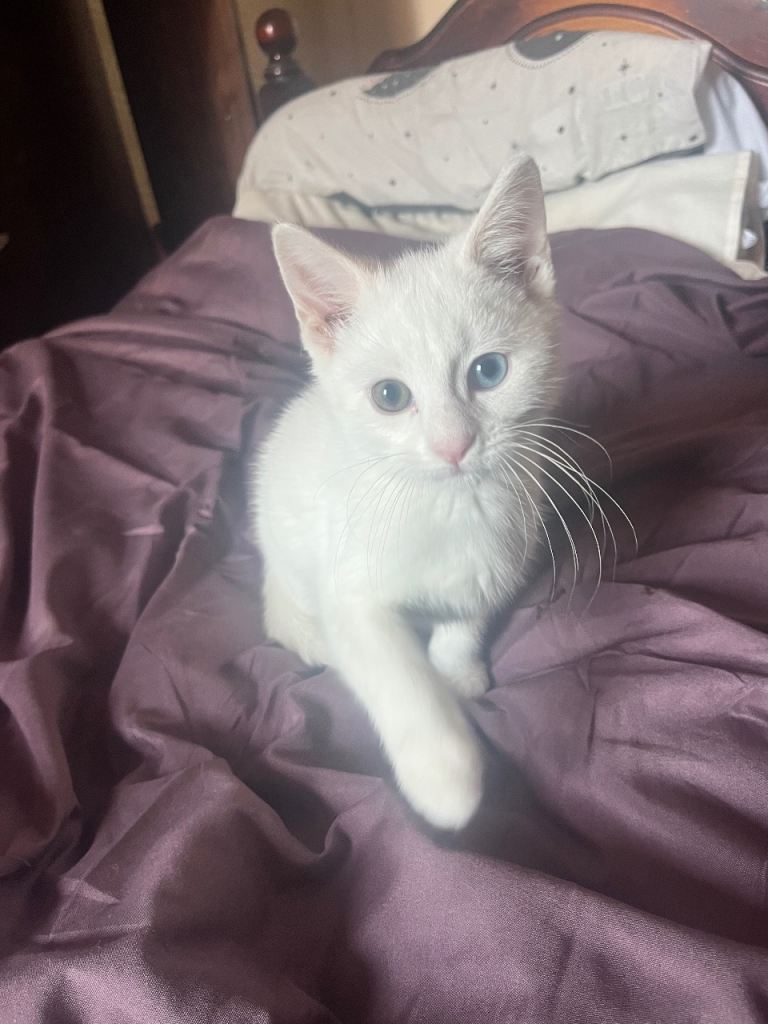 Turkish angora Kitten for sale 