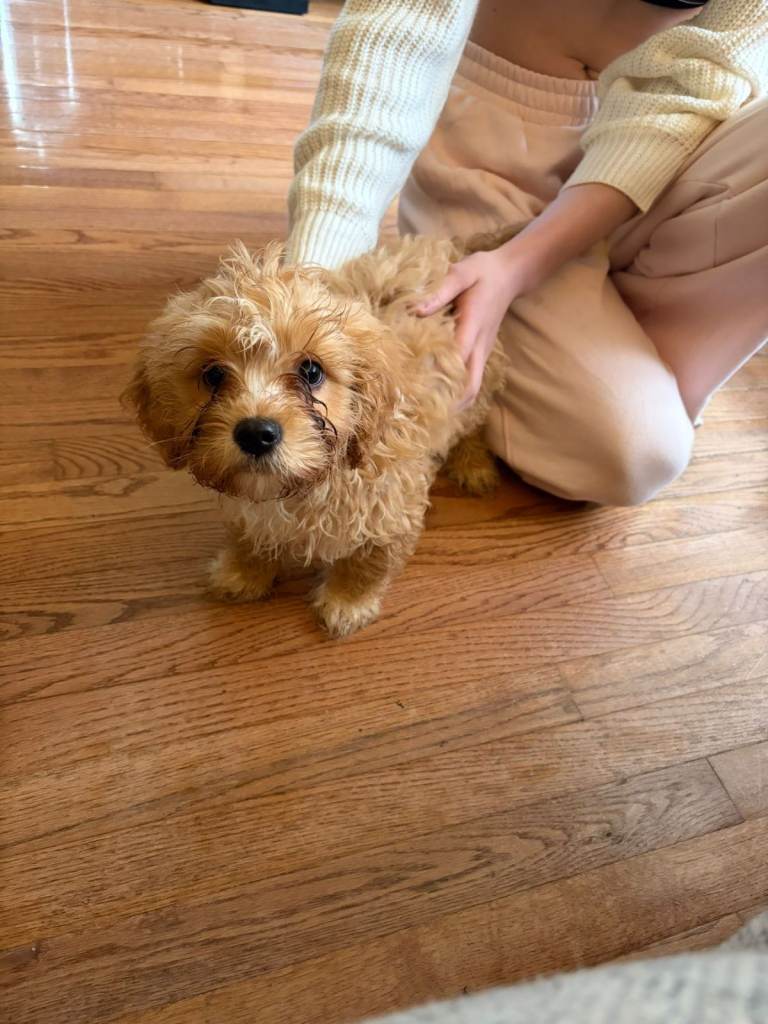 Cavapoo puppies for sale 🐶