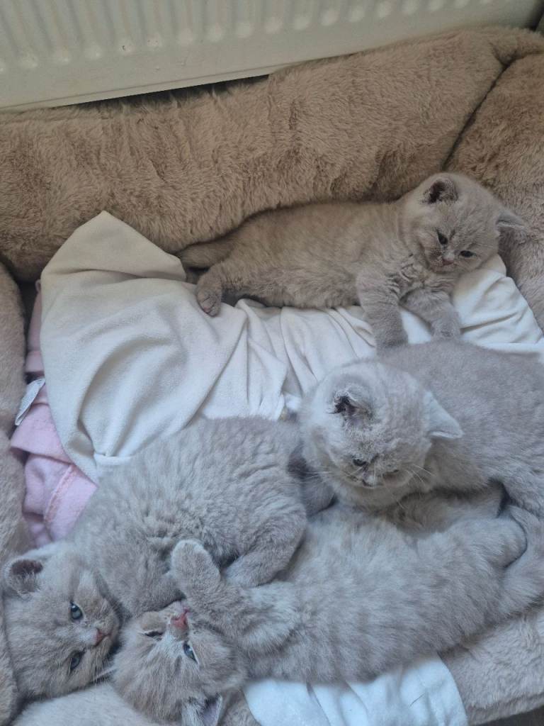 4 lilac british shorthairs 