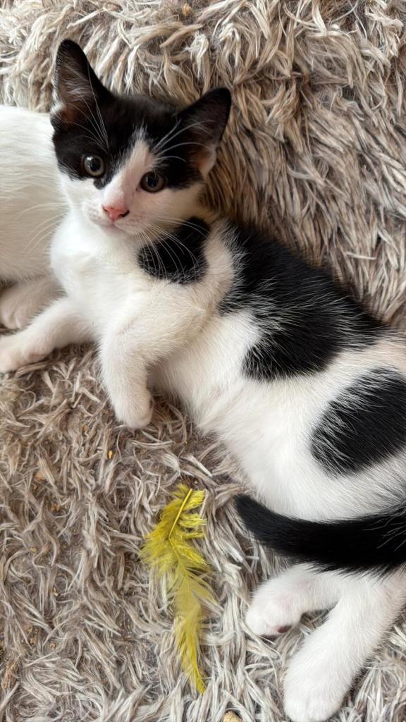x2 black and white 1/2 Turkish Van Kittens