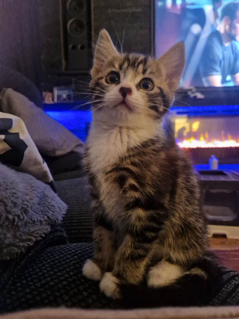 Gorgeous Female kitten - Ready for her new home 