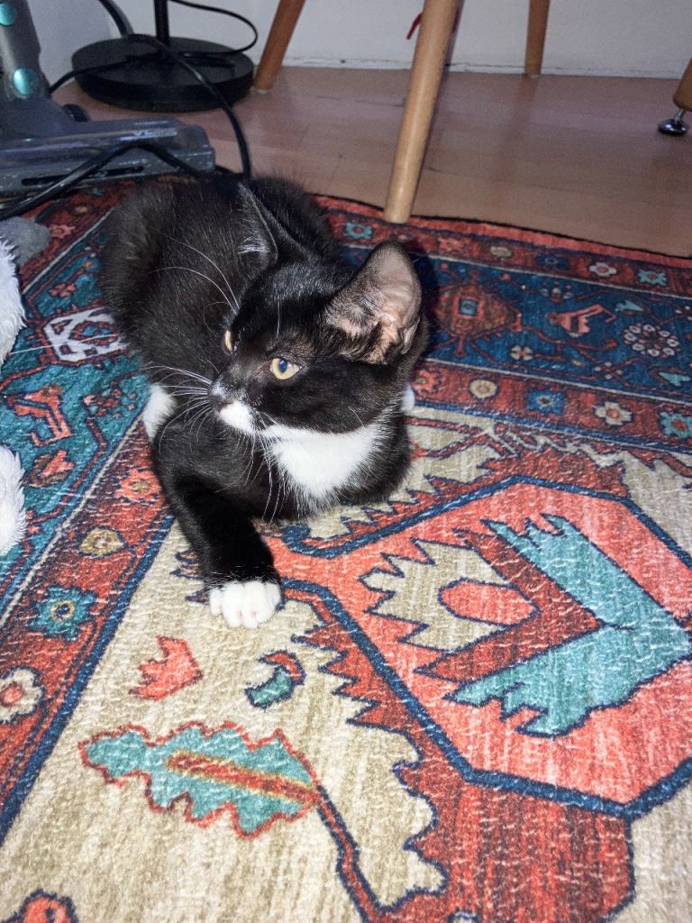 Female kitten