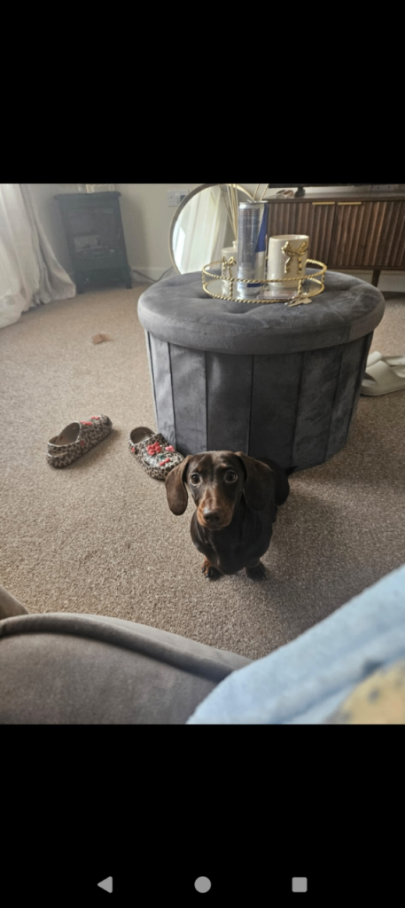 Miniature dachshund 