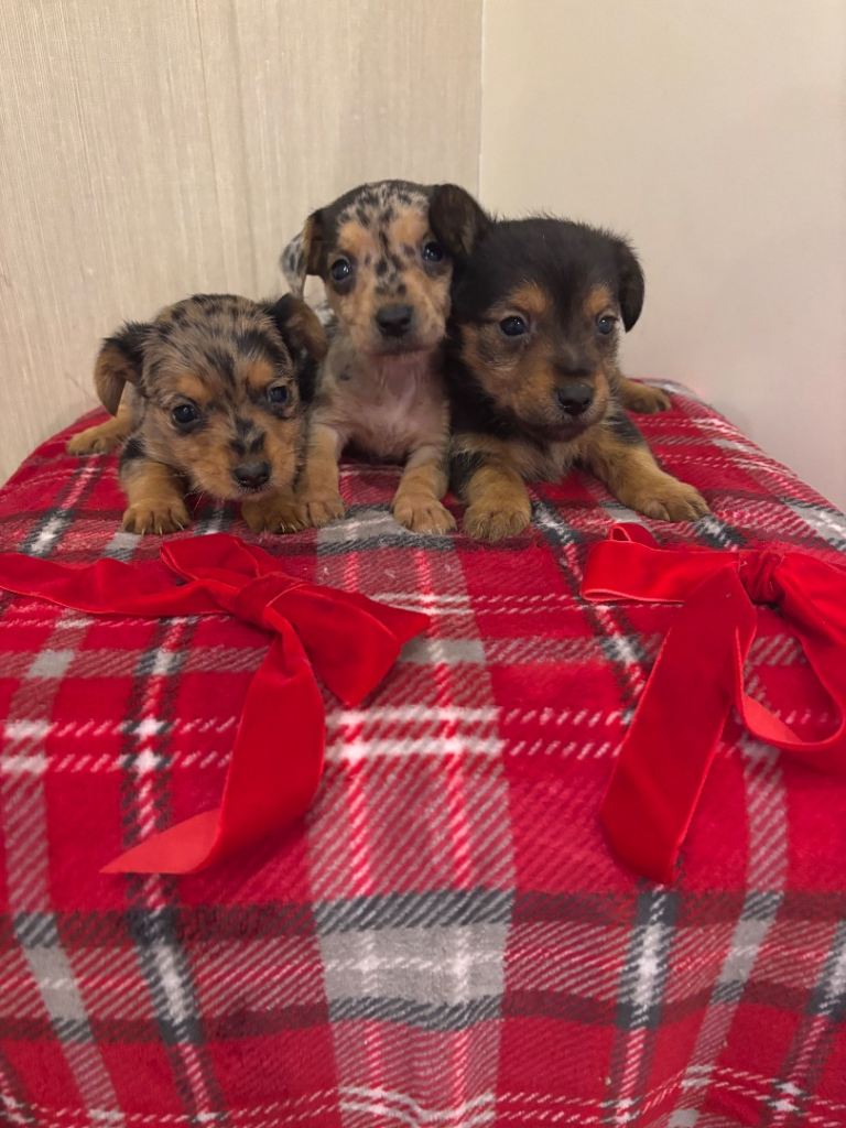 dachshund/jack rusell