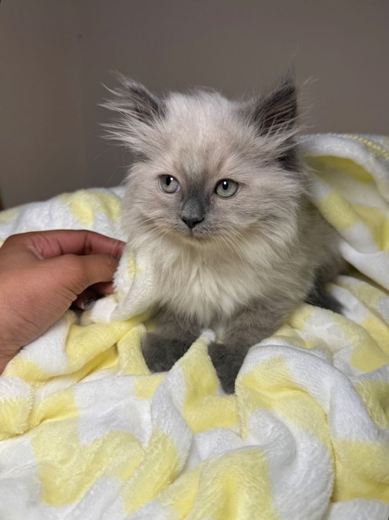 Beautiful Ragdoll Mix Kittens- Ready for forever homes!🐾💓