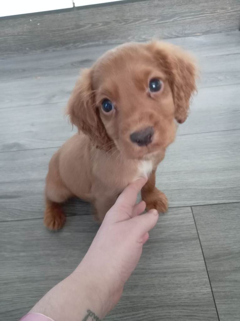 Cocker spaniel puppies 2 boys available 