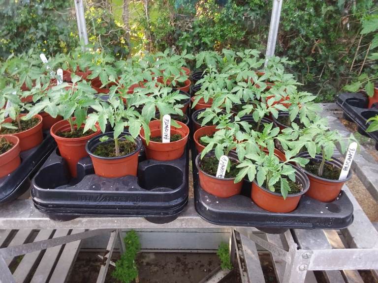 Alicante Tomato Plants