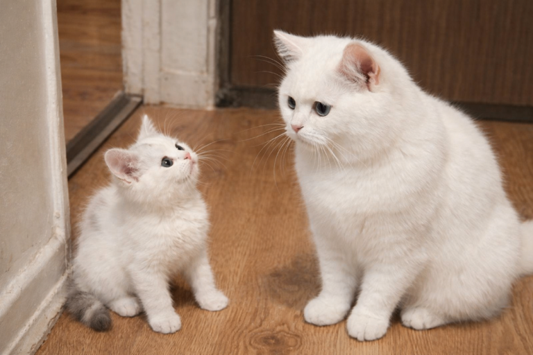 British Shorthair White Kitten