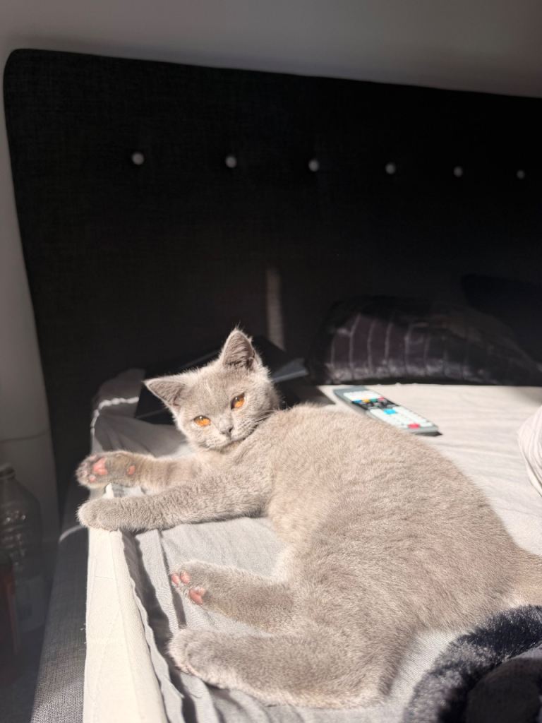 British shorthair kitten and kitten starterpack