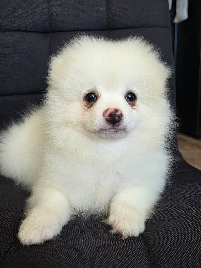 Pomeranian puppies  ready  to  leave 