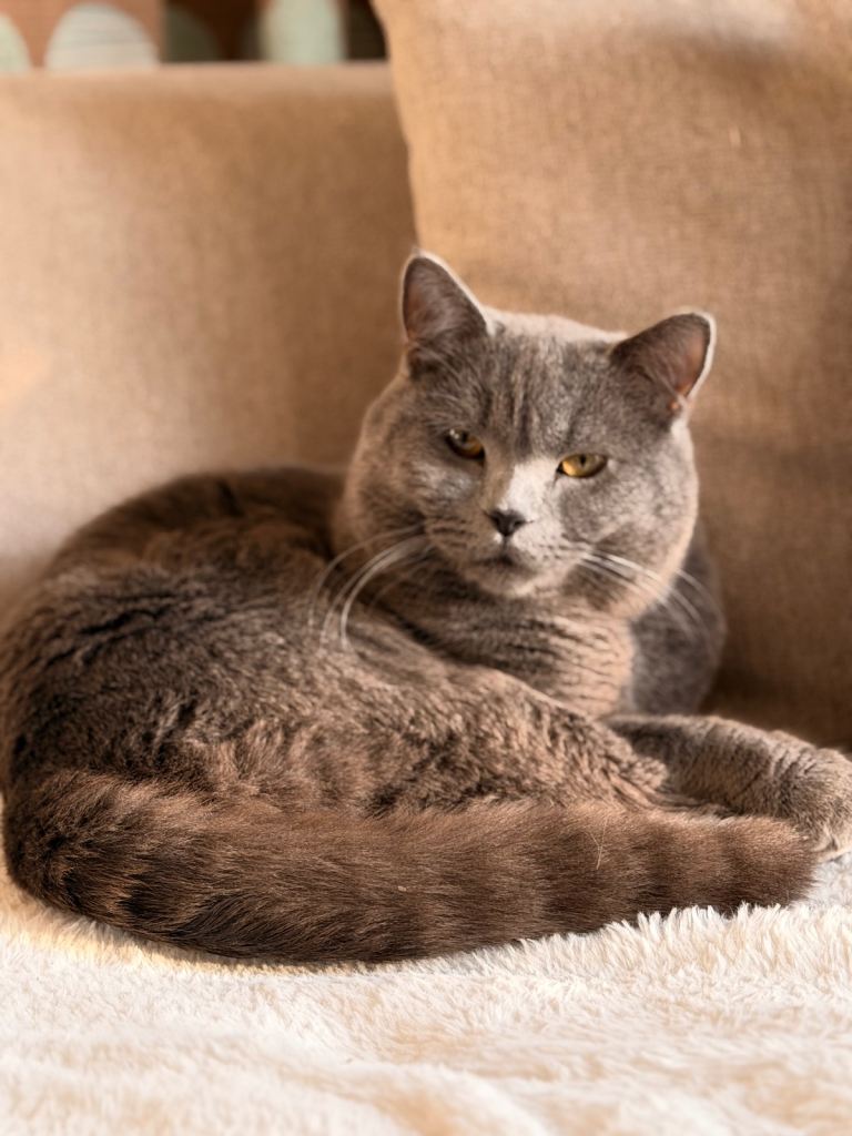 Stunning British Shorthair – Golden Eyes & Super Fluffy 🐾
