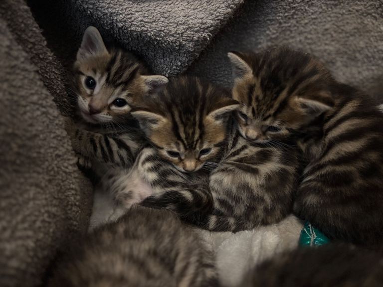 Golden spotten bengal and black and silver marbled bengal kittens