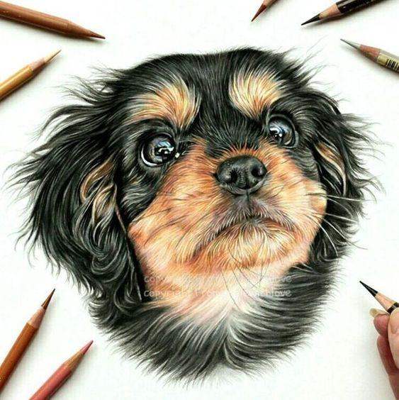 Pencil Portrait Drawing Artist - Dog Portraits