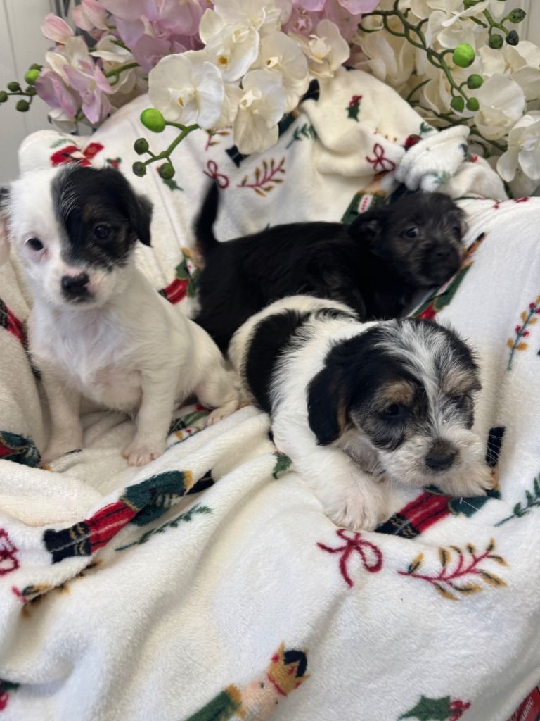 Jack Russell x Shitzu puppies 