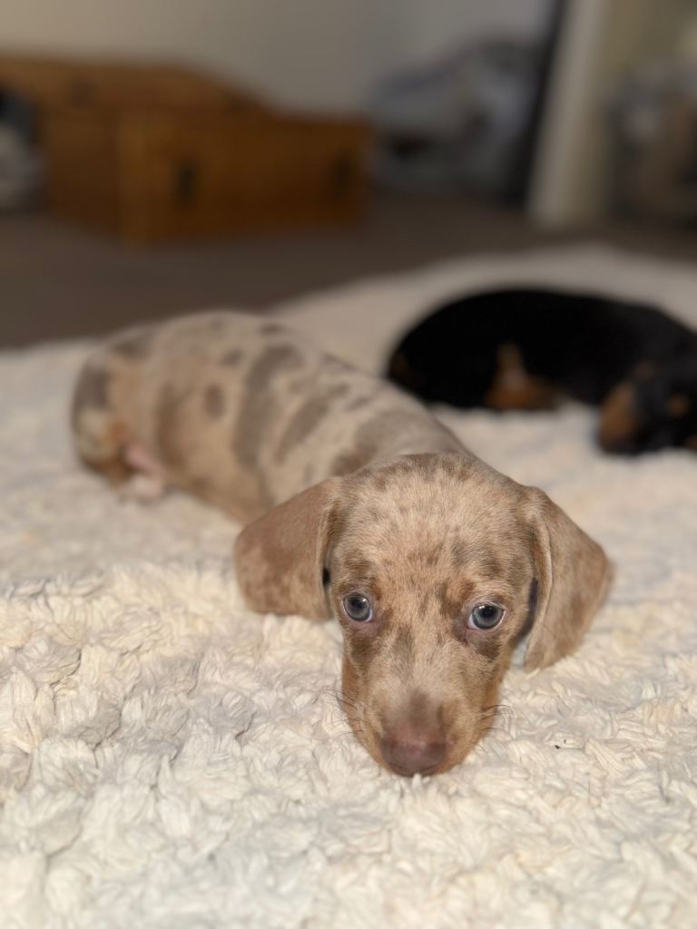 Kc registered miniature dacshaunds 