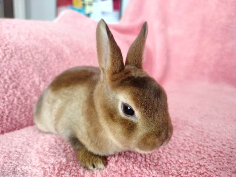 Baby mini rex rabbits for sale 