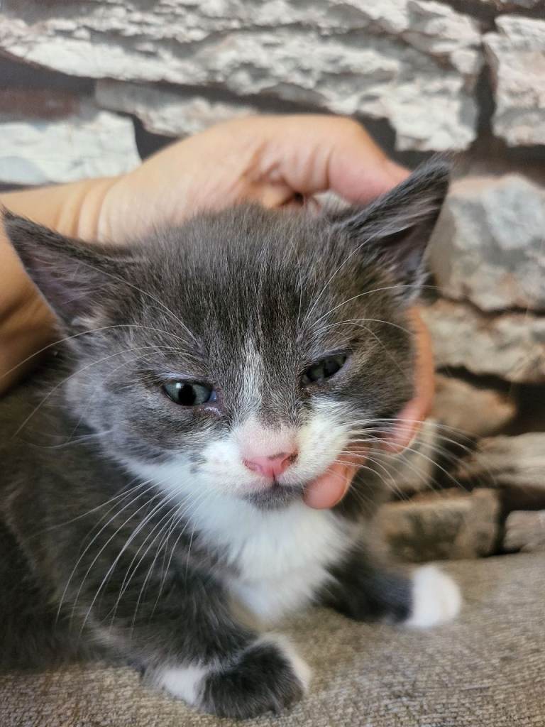 My fluffy boy long hair kitten for sale