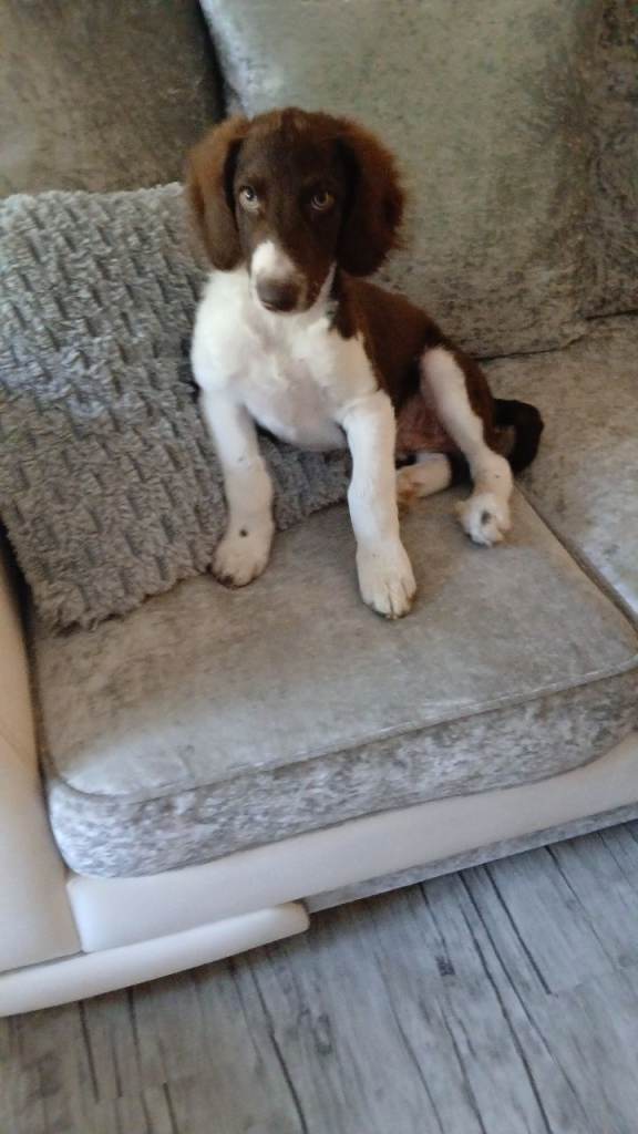 Collie x 